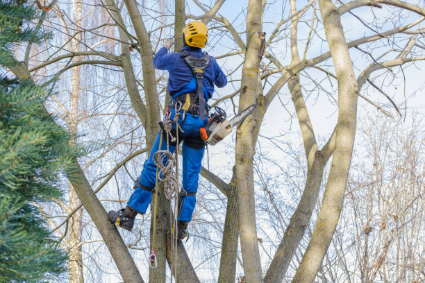 How Our Tree Care Process Works  in  Gratton, VA